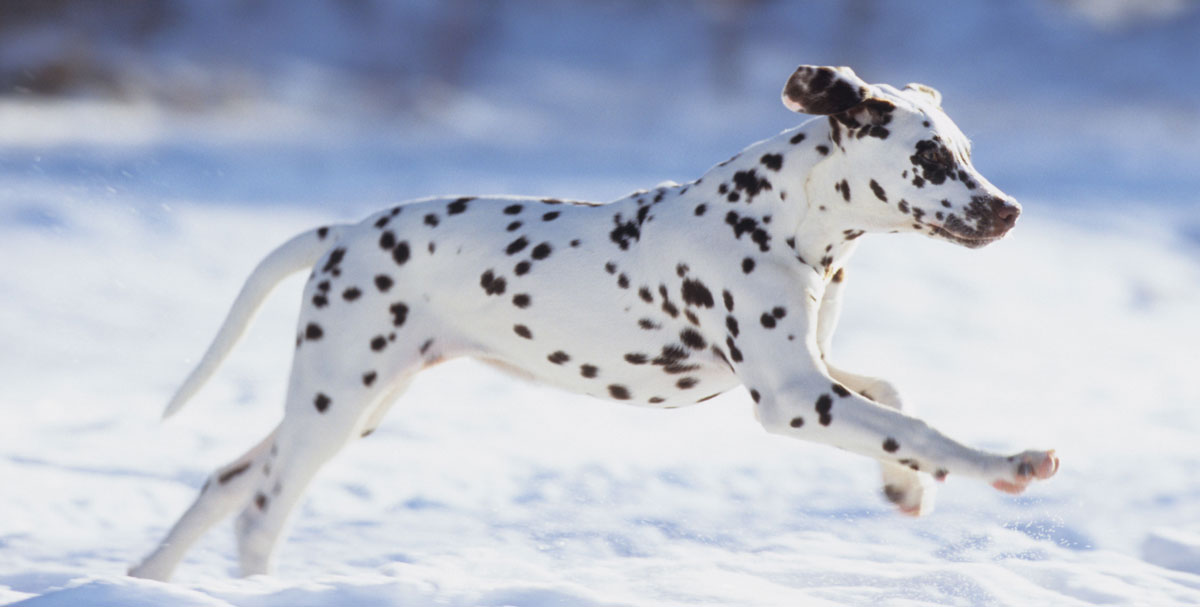 Uploaded Image: /uploads/blog-photos/Dalmation-Running-Alamy-A6JDPW-1200w.jpg